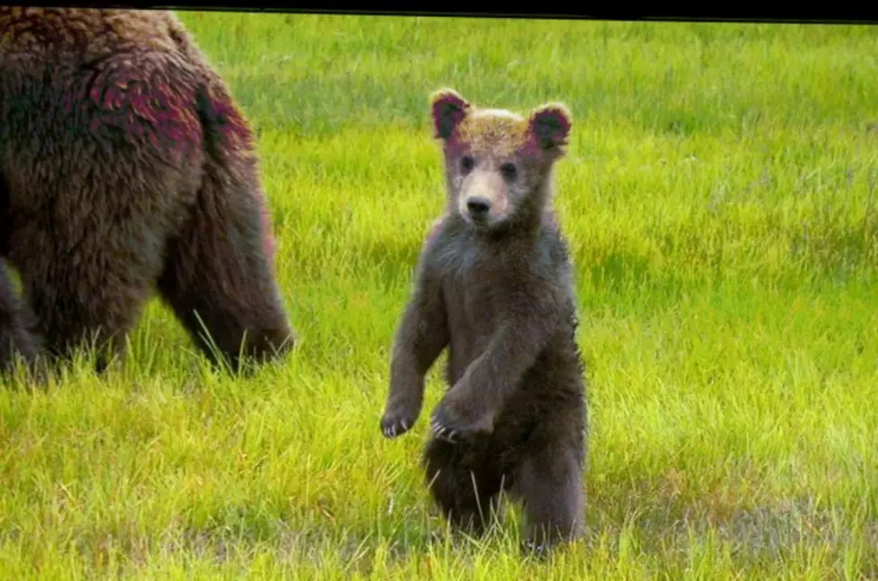 Bears in Missouri