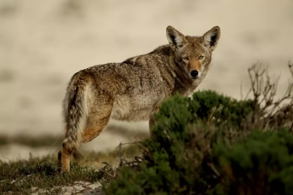Coyotes and Other Nuisance Wildlife [Audio]