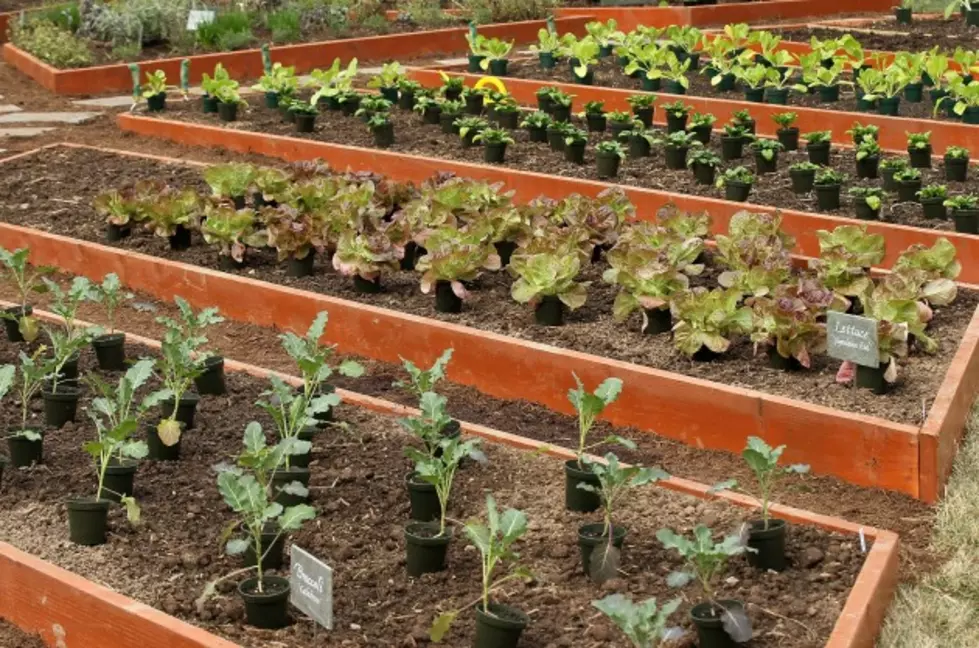 Soil Test Your Vegetable Garden
