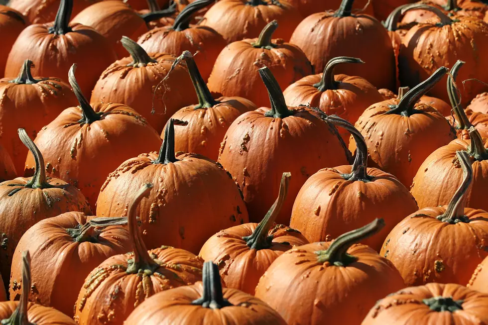 Pumpkins Thriving Despite Drought