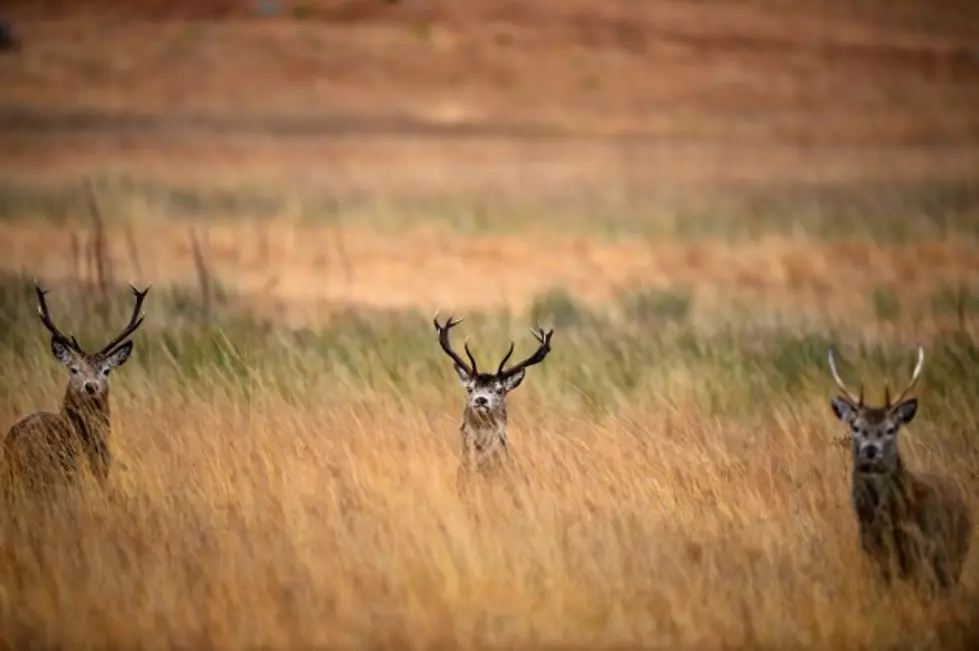 Illinois Deer Season Underway