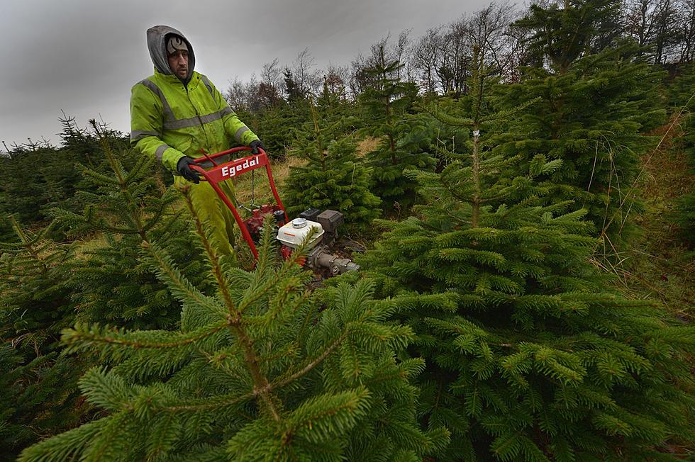 Haven’t Found That Real Christmas Tree Yet? Good Luck