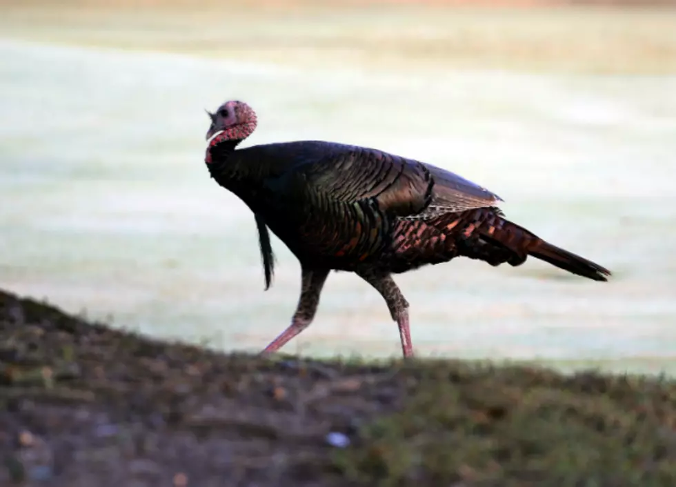 Officials: Fewer Young Turkeys, More Adults in Missouri