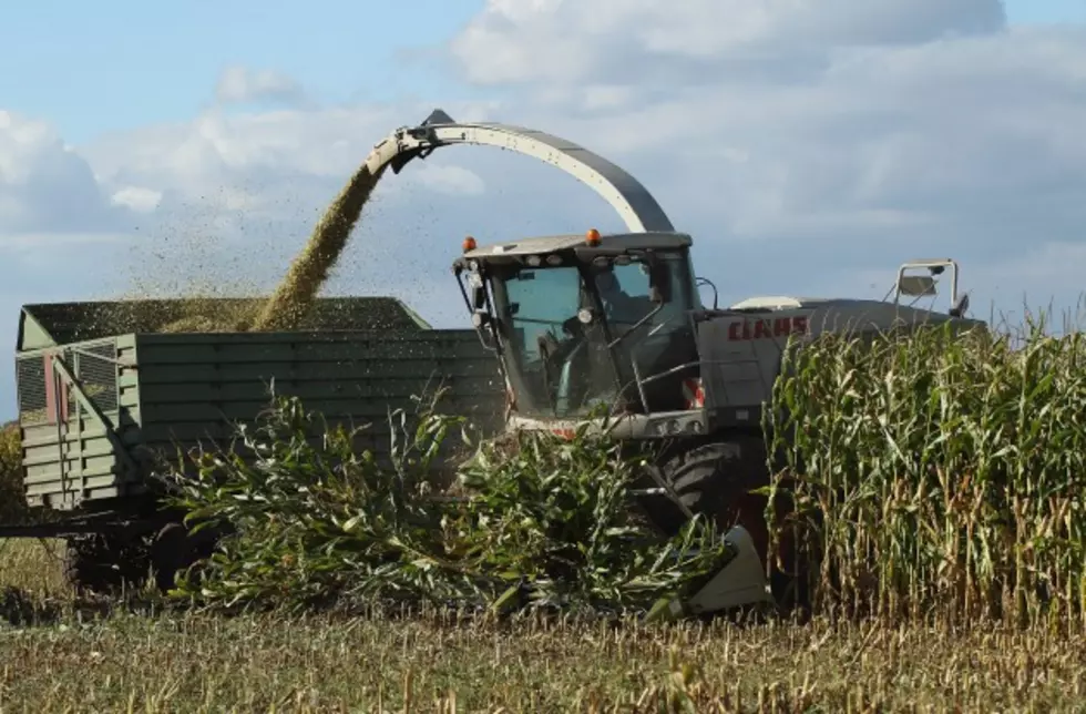 Corn Harvest Underway