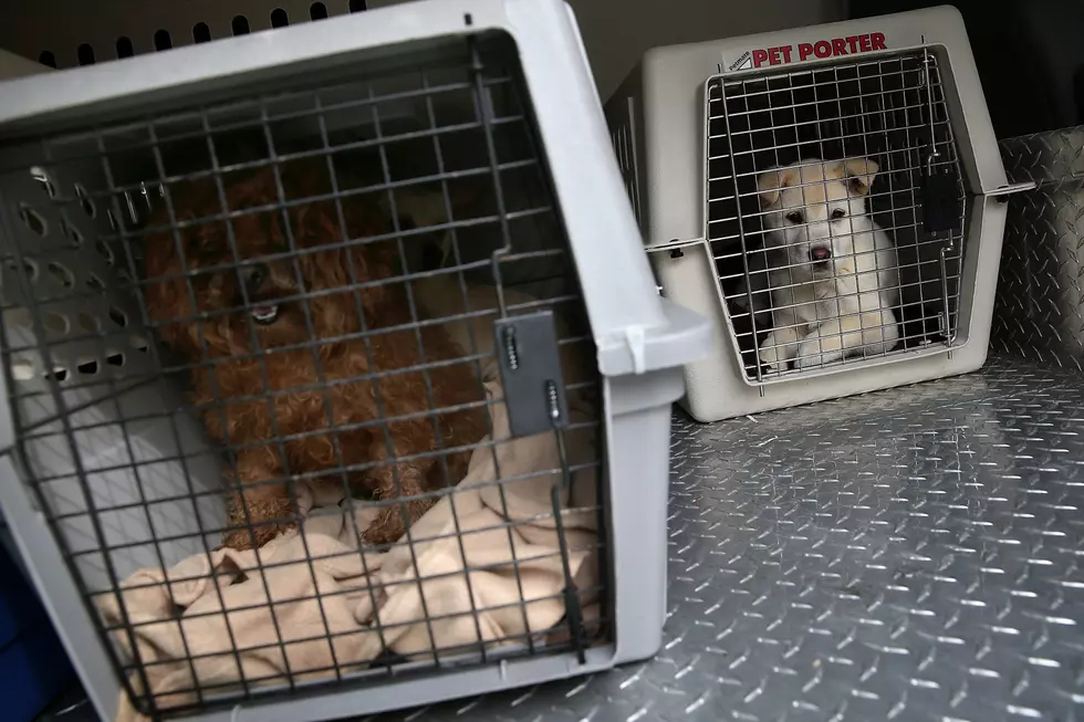 Over 300 Dogs and Cats Rescued from Adams Co Breeder