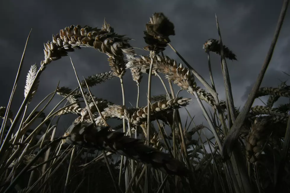 USDA Says Rain Delays Illinois Winter Wheat, Hay Harvests