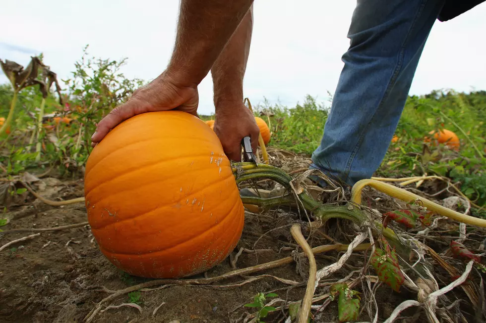 Pumpkins Available For Halloween, but Maybe Not Thanksgiving