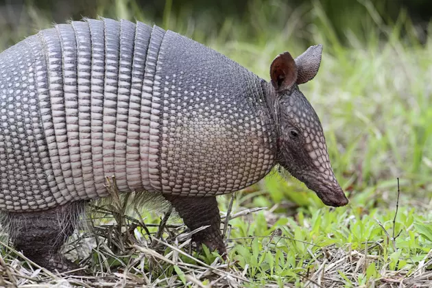 Armadillos Have Arrived In Hannibal