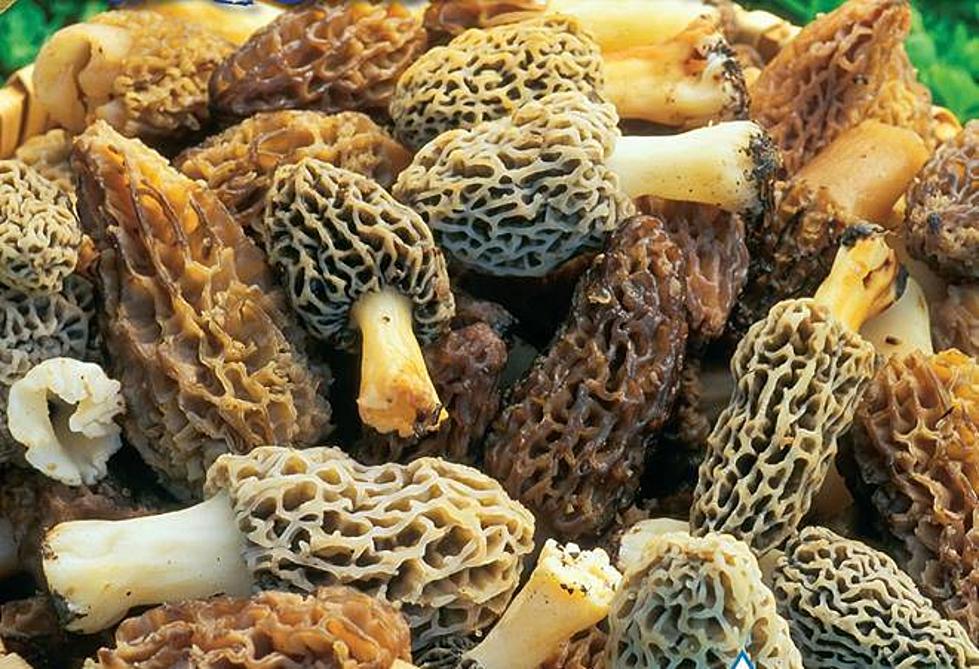  Morel mushroom lovers in Missouri could luck out this spring