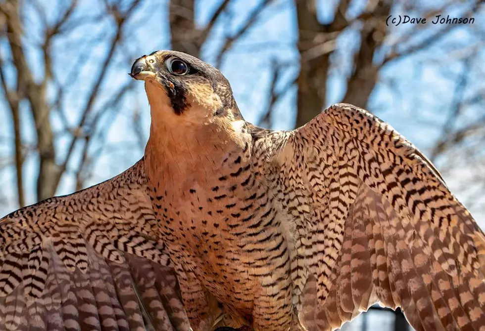 Bridge Inspection Delayed After Discovery of Falcon Nest