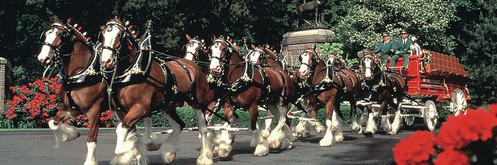 Clydesdales Coming to Hannibal