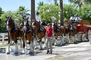 Clydesdales Coming to Hannibal