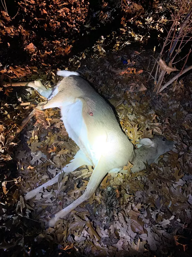 Juveniles Suspected in Ralls County Poaching Incident