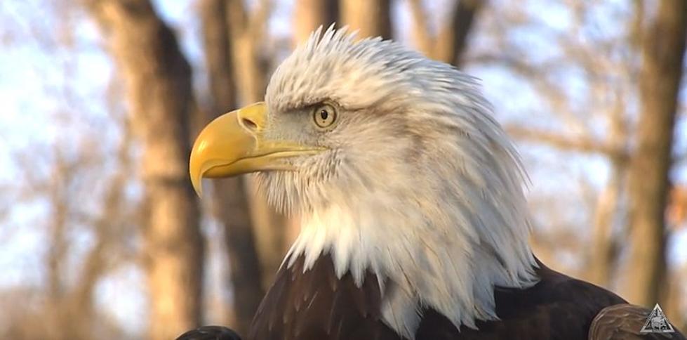 America’s Bird is the Star at Clarksville Eagle Days This Weekend