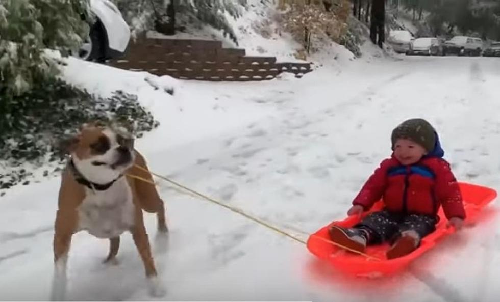 Great Day for Sledding, But How Did Your Sled Ride Go?