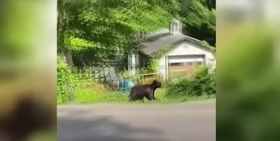 Watch a Bear Sprint Through Fenton, Missouri Over the Weekend