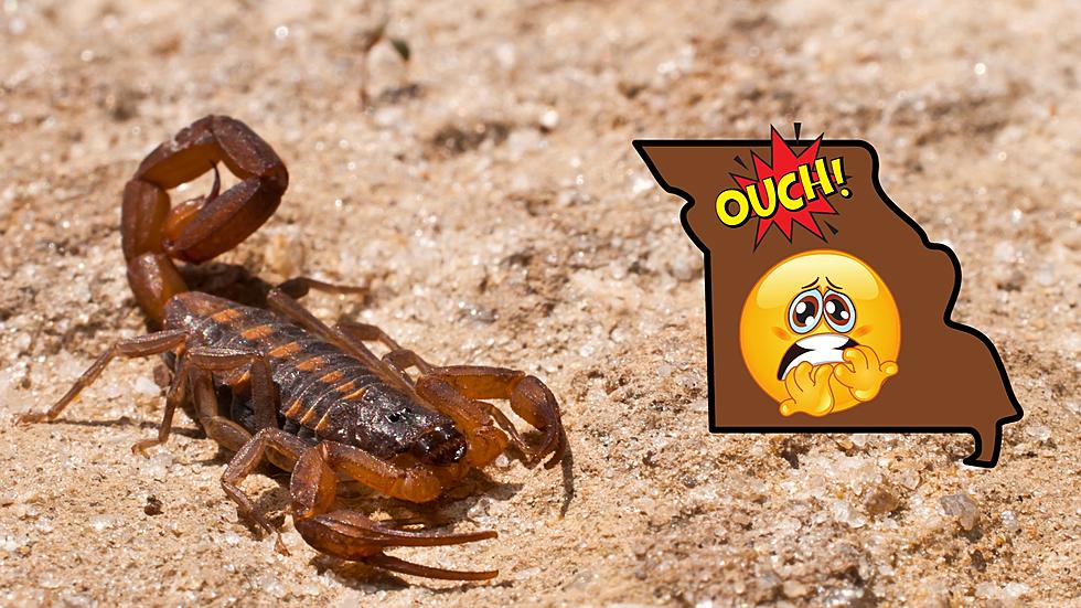 Are There Scorpions in Missouri? Yes &#038; Their Sting is Like Fire