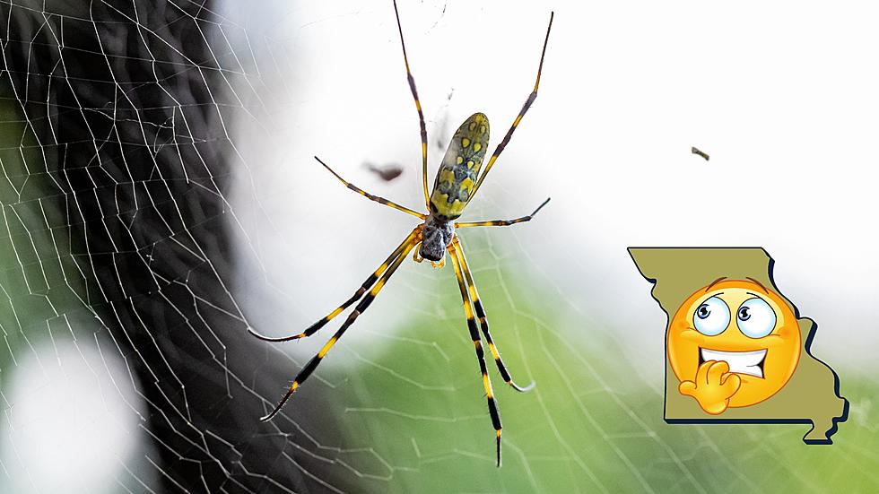 Beware - Wicked Venomous Flying Spiders Headed Toward Missouri