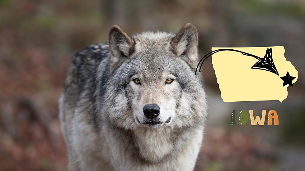 It’s True – A Gray Wolf Was Confirmed Found in Davenport, Iowa