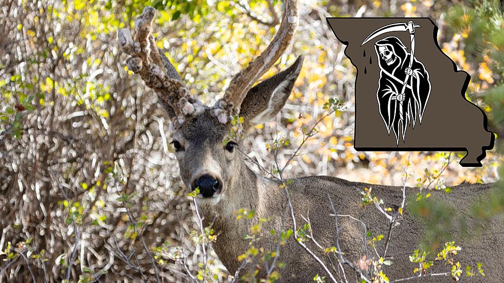 Scientist Says Disease that Will Kill Us All is in Missouri Deer