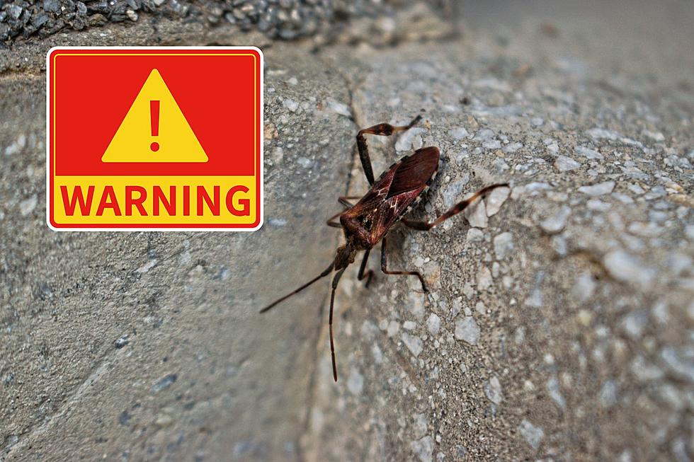 Dangerous Bug Found in Missouri Has a Favorite Food – Blood
