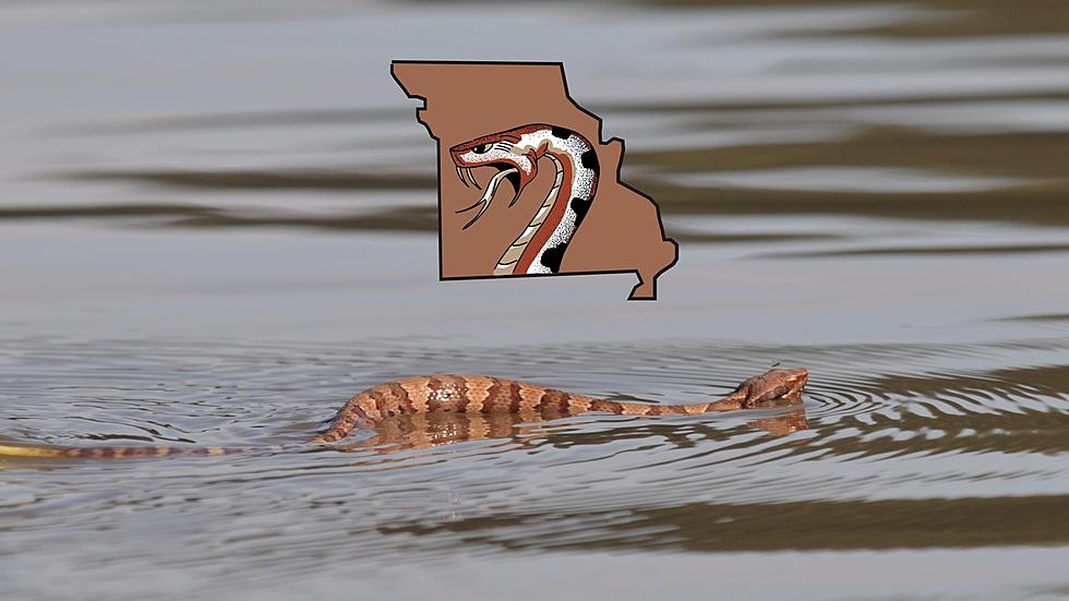 Proof No State Has More Snake-Infested Rivers than Missouri