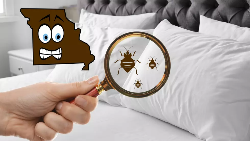 Be Terrified – 568 Bed Bug Reports in Missouri Motels Right Now