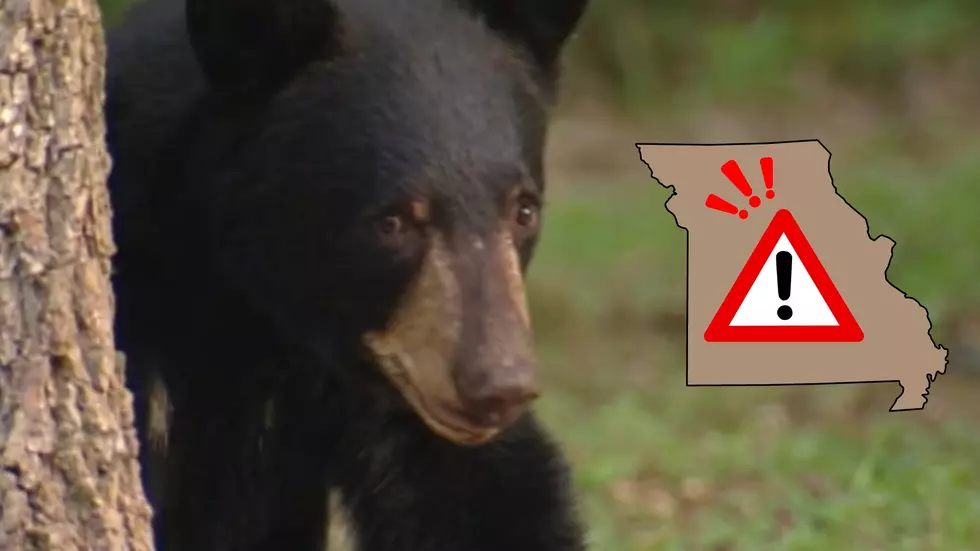 Missouri Warns Nearly 1,000 Black Bears ‘On the Move and Hungry’
