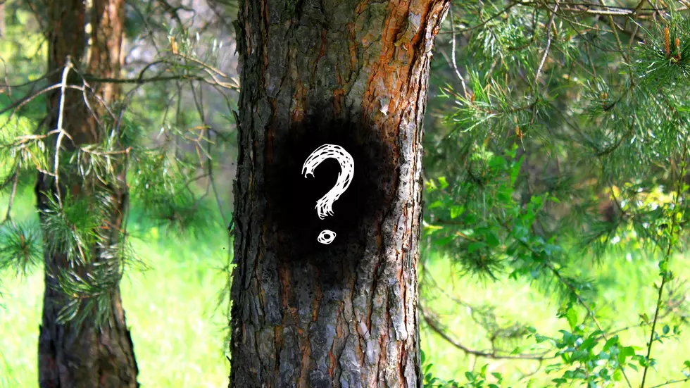 If You See Black Paint on a Missouri Tree, Someone’s in Trouble