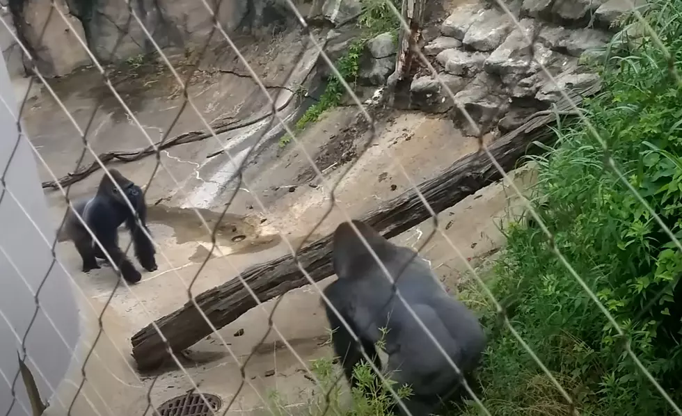 Saint Louis Zoo Just Shared Sad News about One of Their Gorillas