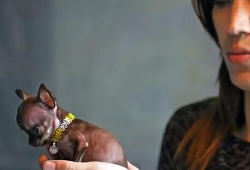 Milly the Chihuahua Could Be the World’s Smallest Dog