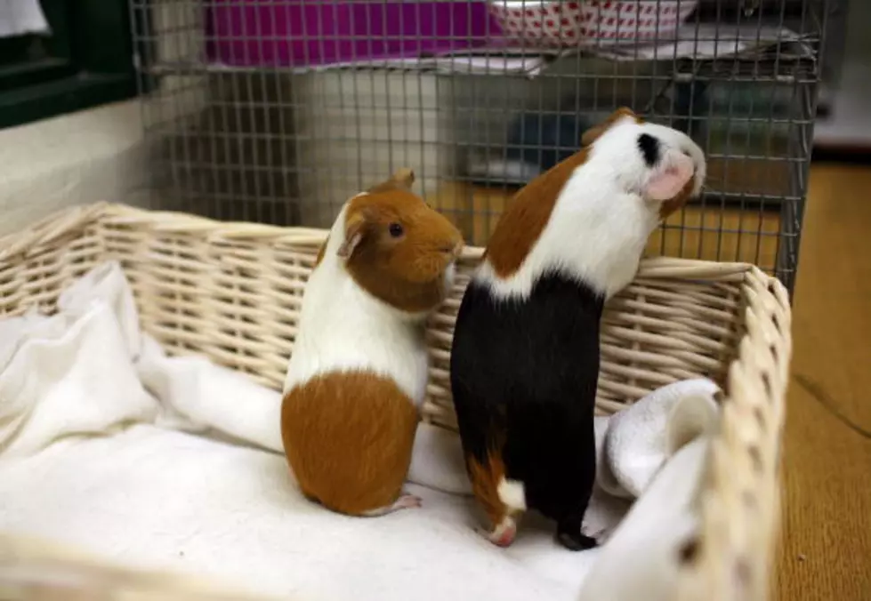 Did You Know March is Adopt a Rescued Guinea Pig Month?