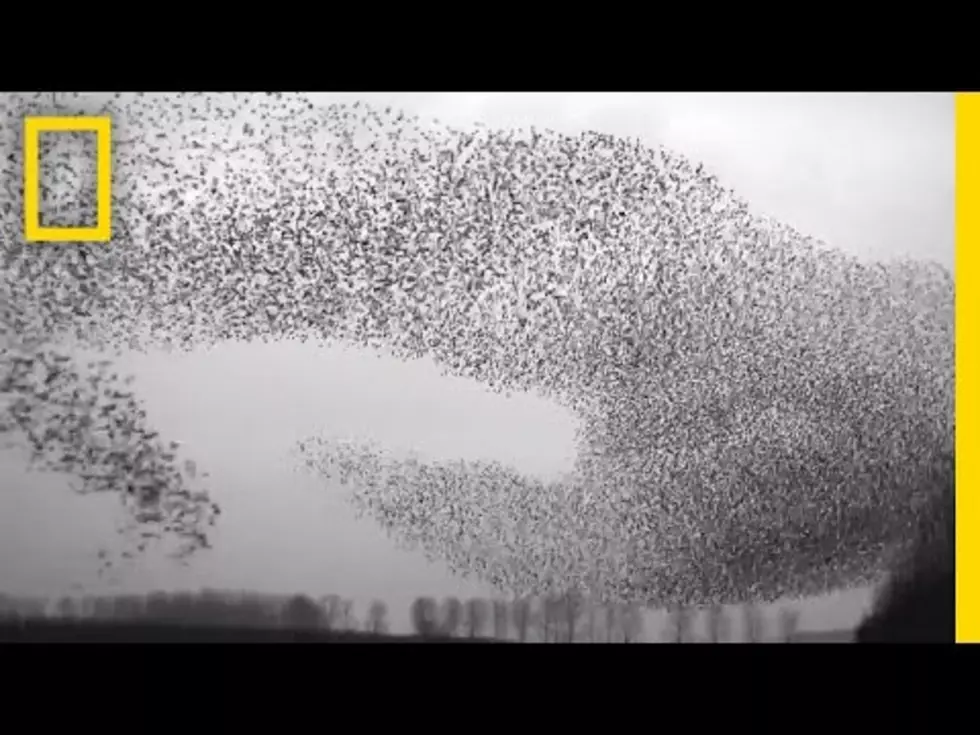 Watch These Amazing Birds Swarm in the Sky