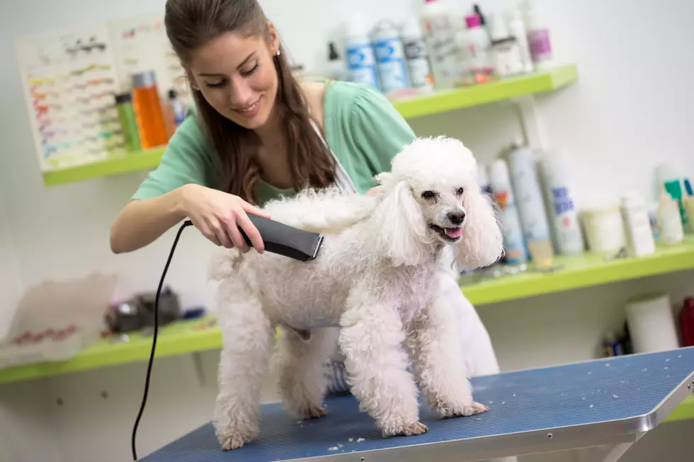 Who’s Your Favorite Pet Groomer?