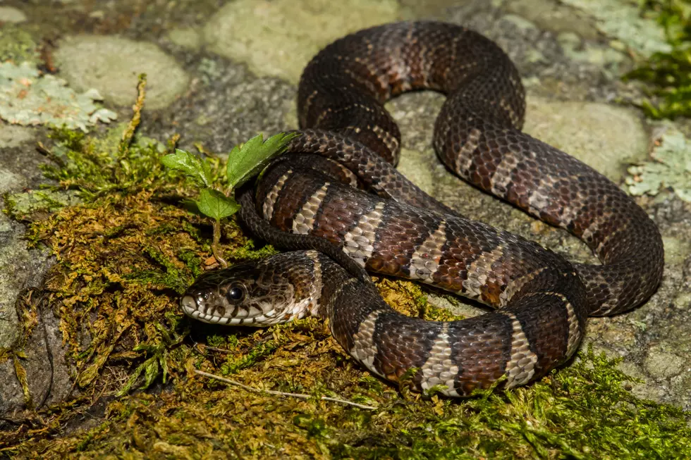 Jefferson Landing State Historic Site Hosts ‘Snakes Alive’ Program