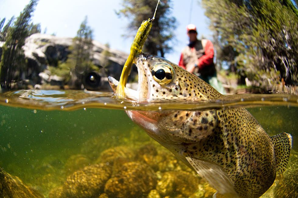 How About Some Trout Fishing In Sedalia!