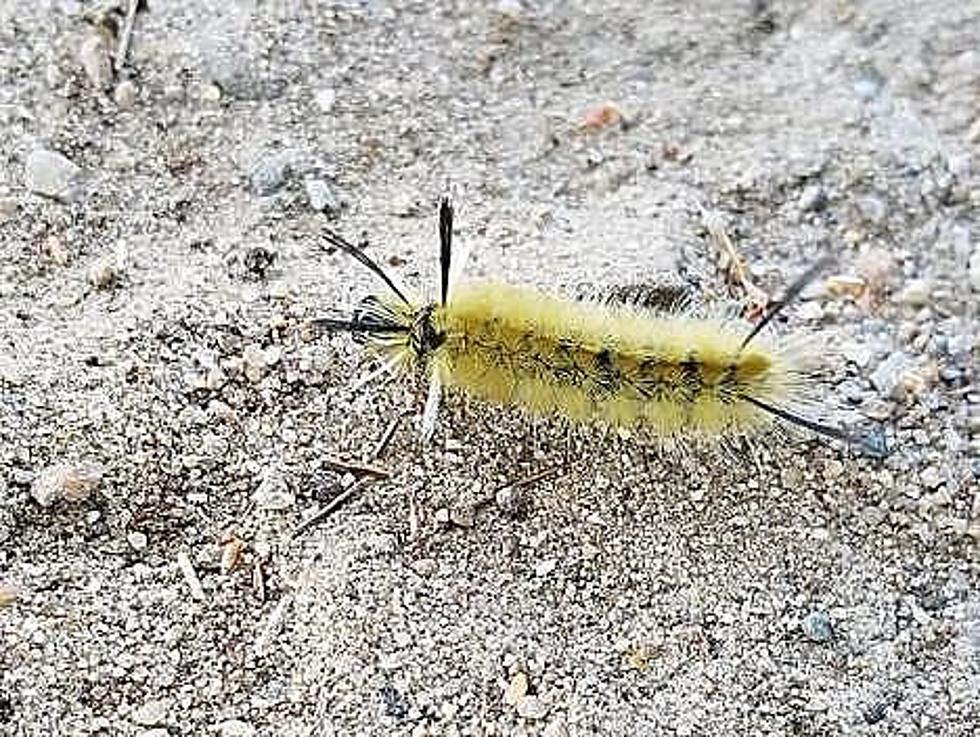 If You See This Cute Caterpillar&#8230;. DON&#8217;T TOUCH IT.