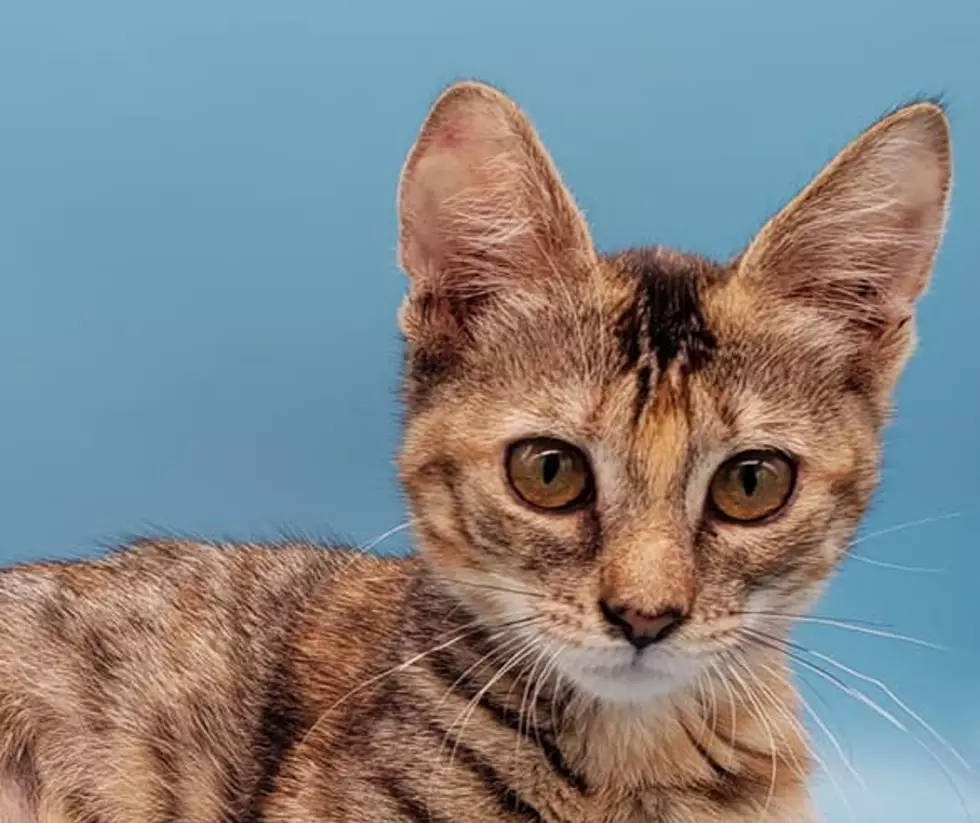 Check Out These 11 Cute Kitties Available for Adoption
