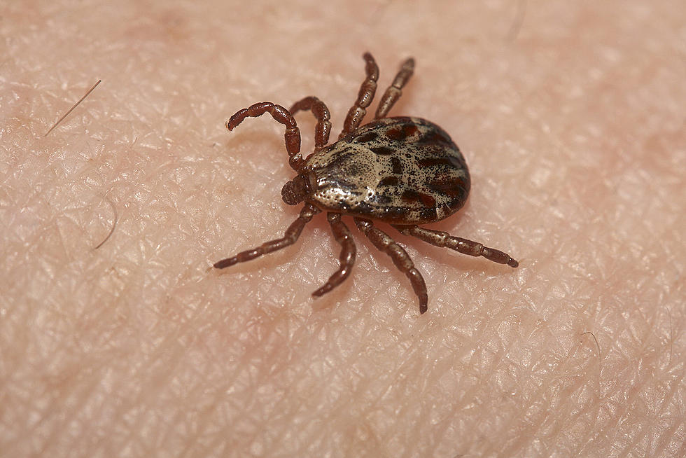 Been Outdoors? Find a Tick? Send It In for Scientific Research