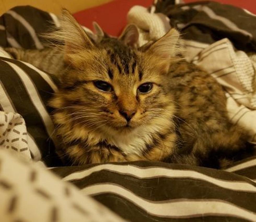 CAT Assistance Team – Sedalia. Adopt A Cat Week