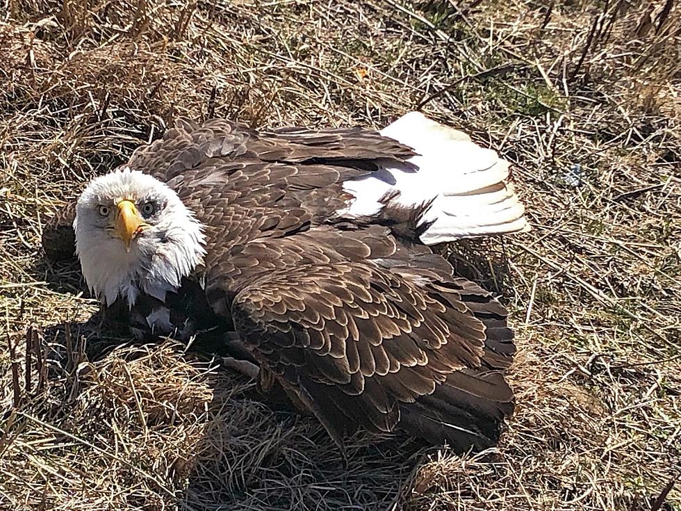 Missouri State Highway Patrol Saves Bald Eagle