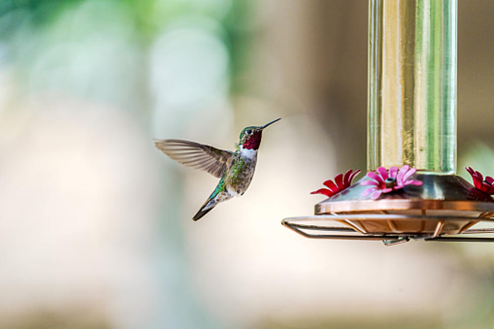 Please Bring Out Your Bird Feeders. Hummingbirds Are Coming To Missouri
