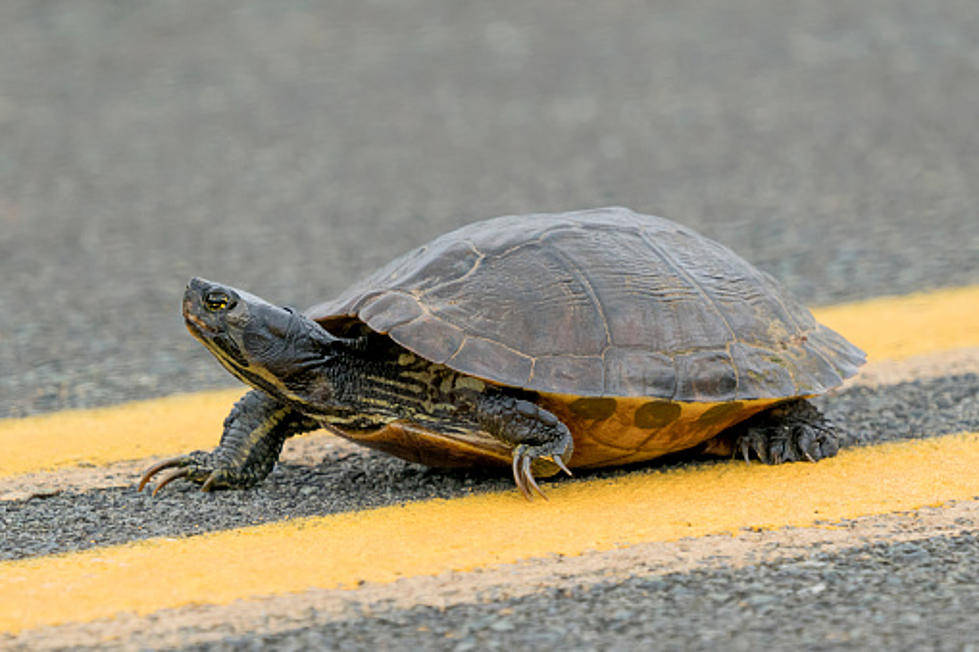 Turtles Crossing The Road In Missouri? Watch Out For Them, Please