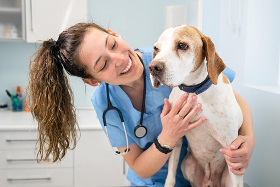 New Low Cost Vet Clinic Can Help Your Pets For Far Less Money