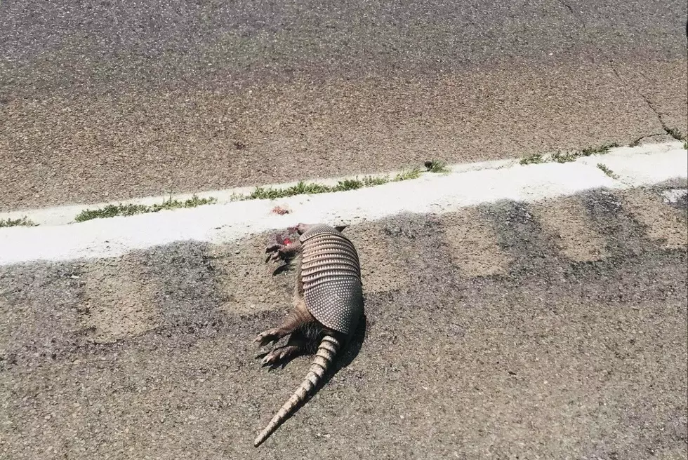 Talk About Rare Roadkill. We Now Need To Be On Lookout For Armadillos? Yes!