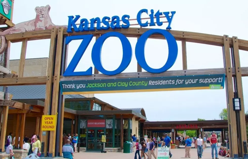 A Famous Zoo In Kansas City Is Getting An Endangered What? Rhino?