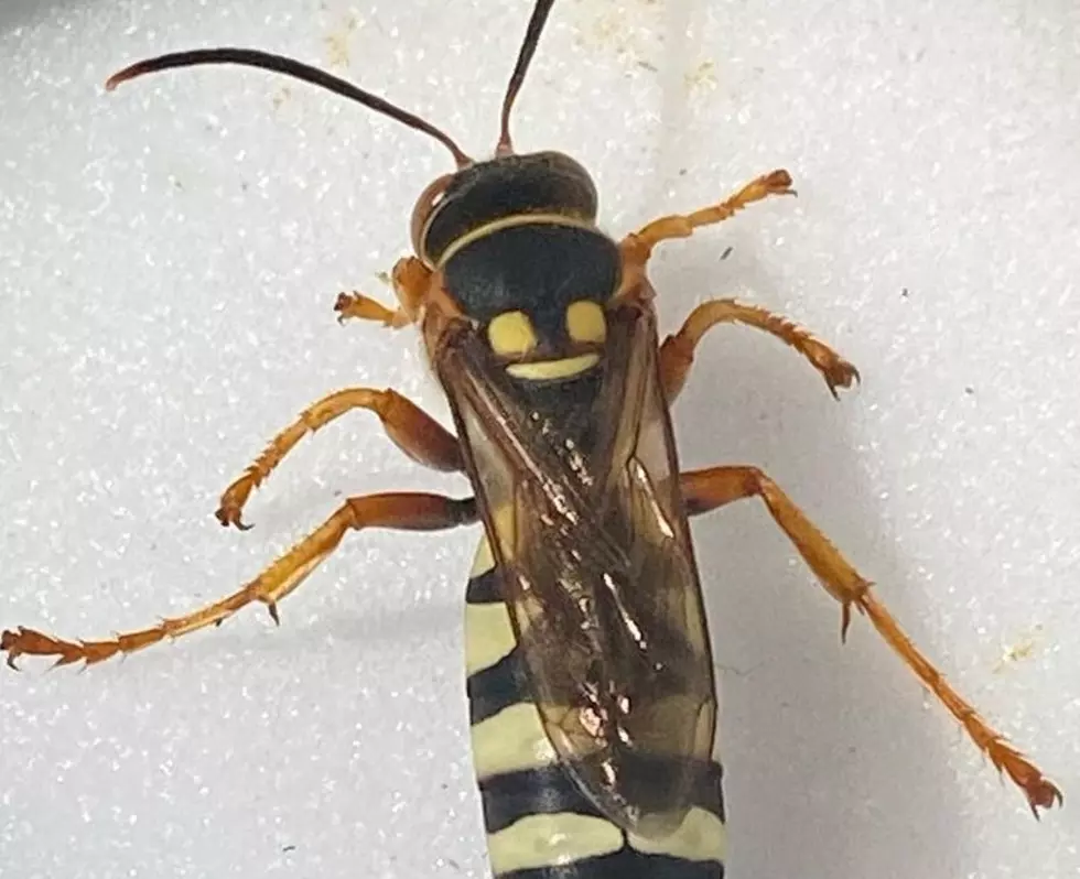 Missouri Wildlife Biologist Captures Wasp With A 'Killer Smile'
