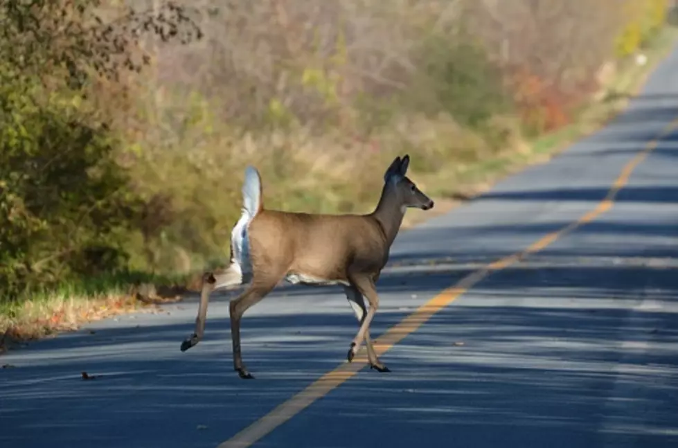 Ever Hit A Deer? You Can Reduce Your Chances Of Hitting One. How?
