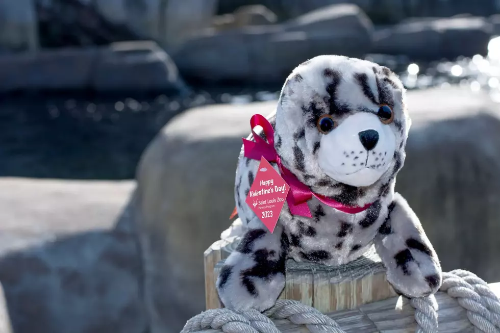 Adopt A St. Louis Zoo Harbor Seal For Your Lover This Valentine’s Day