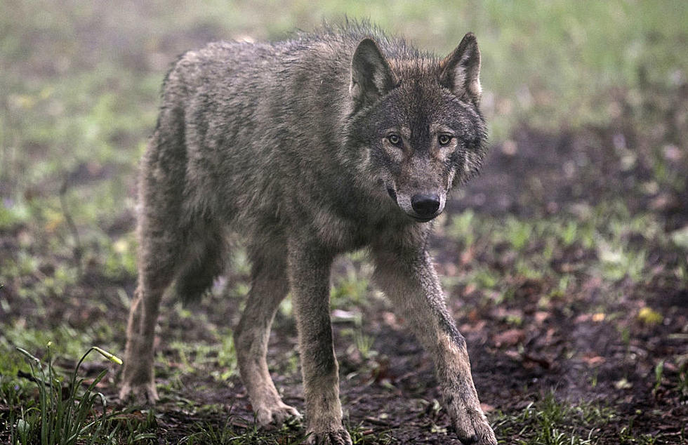 Can You Own A Wolf In Missouri?